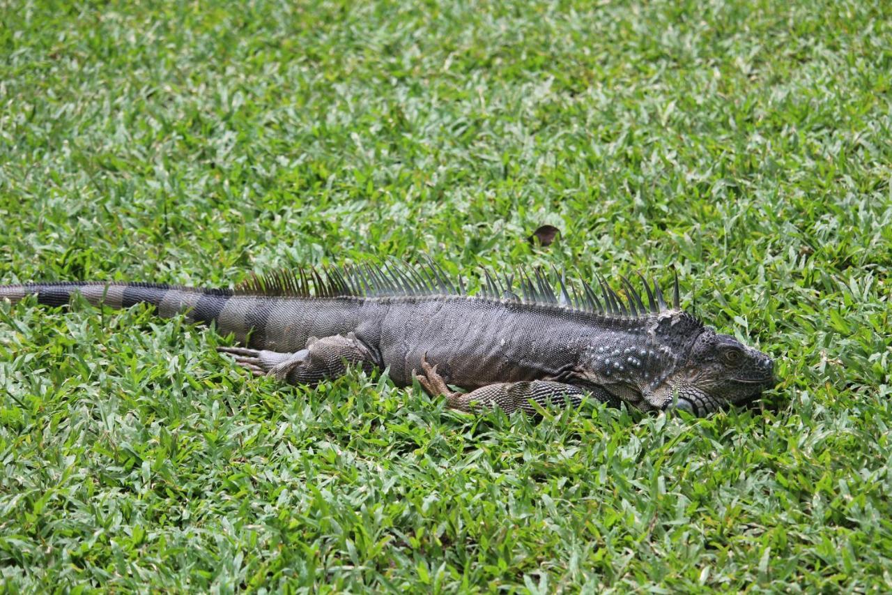 Hotel Iguana Libre Dominical Exterior foto